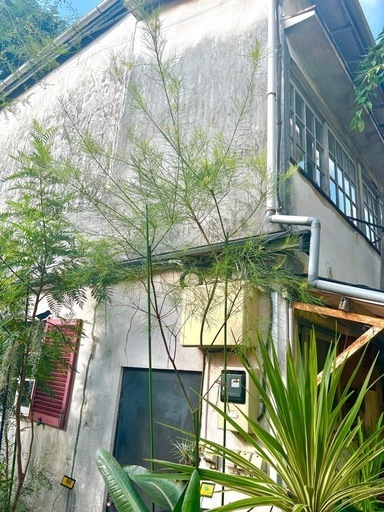 アカシア オールリーフワトル