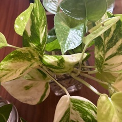 観葉植物🪴カット苗の画像