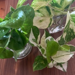 観葉植物🪴カット苗の画像