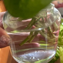 観葉植物🪴カット苗の画像