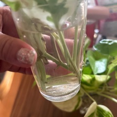 観葉植物🪴カット苗の画像