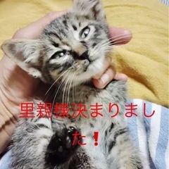 人懐こいサバトラの子猫募集です。