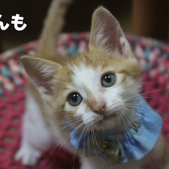 超甘えん坊な愛らしいがんもちゃん