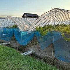 ビニールハウス｜買いたい/くださいの助け合い｜ジモティー