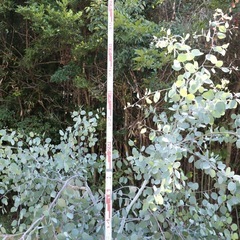 大苗！希少！ユーカリの木　ポポラス　3m 越え！　シンボルツリー　外構　庭木　植樹の画像