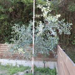 大苗！希少！ユーカリの木　ポポラス　3m 越え！　シンボルツリー　外構　庭木　植樹の画像