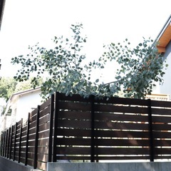 大苗！希少！ユーカリの木　ポポラス　3m 越え！　シンボルツリー　外構　庭木　植樹の画像