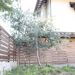 大苗！希少！ユーカリの木　ポポラス　3m 越え！　シンボルツリー　外構　庭木　植樹の画像