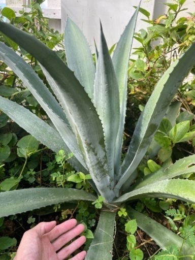 アガベ　アメリカーナ　★即戦力★シンボルplants63センチ