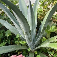 アガベ　アメリカーナ　★即戦力★シンボルplants63センチ