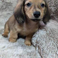 🥰ダックスくん③💕💕💕