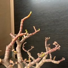 植物　金のなる木の画像