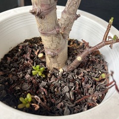 植物　金のなる木の画像