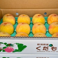 引取決定　
新潟県加茂市産「黄桃」B品　約5kg⑤
