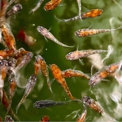 めだか掬い９月14日15日16日の画像