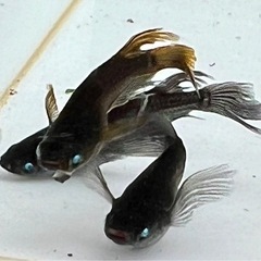 めだか掬い９月14日15日16日の画像