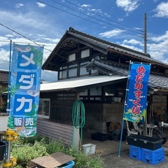 めだか掬い９月14日15日16日
