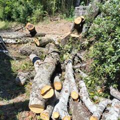 桜　サクラ　伐採木の画像