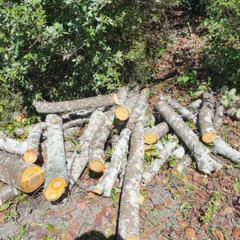 桜　サクラ　伐採木の画像