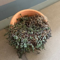 取引中　多肉植物　ルビーネックレスの画像
