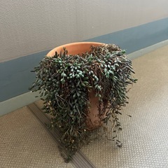 取引中　多肉植物　ルビーネックレス