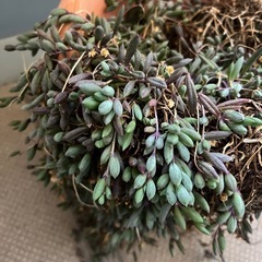 取引中　多肉植物　ルビーネックレスの画像