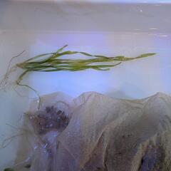 水上葉水草ジャンク6種セット　お早めにの画像