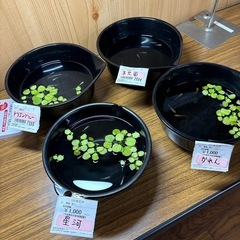 めだか各種、メダカ幼魚ちゃん