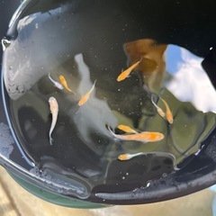 メダカ
の画像