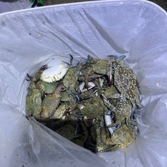 冷凍ワタリガニ　釣り餌【格安】