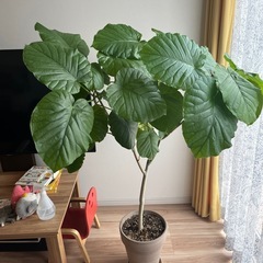 ウンベラータ　観葉植物