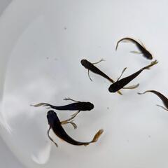 メダカ　めだか　黒龍王の画像