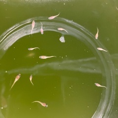 紅白ラメ　メダカ めだか 稚魚 10匹 セット 500円　※レッドラムズホーン無料の画像