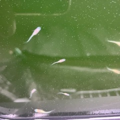 紅白ラメ　メダカ めだか 稚魚 10匹 セット 500円　※レッドラムズホーン無料の画像