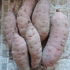 【決まりました】紅はるかの画像