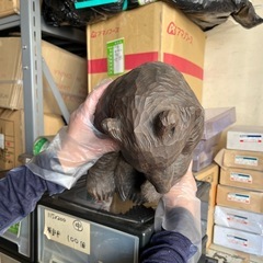 アイヌ　熊　置き物　鮭なしの画像