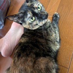 甘えん坊女の子です
