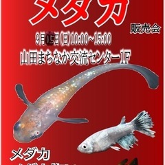 9/15 に変更！　メダカ掬い・販売　多肉植物