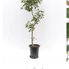 【観葉植物】フランスゴムの木8号の画像