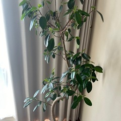 【観葉植物】フランスゴムの木8号の画像
