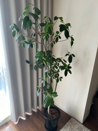 【観葉植物】フランスゴムの木8号