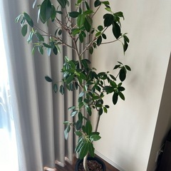 【観葉植物】フランスゴムの木8号の画像
