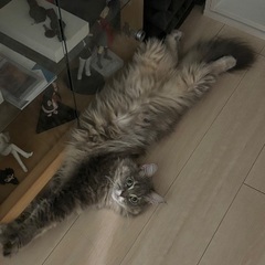 迷い猫