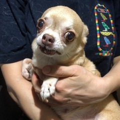 急募　チワワ女の子飼い主探してます