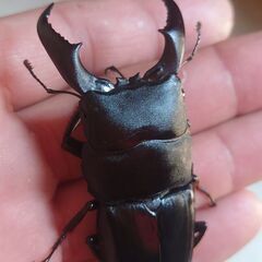 【交渉中】【9月22日で大特価 人気離島種 ♀大型】国産大型ヒラタ アマミヒラタクワガタ ペア販売⑧の画像