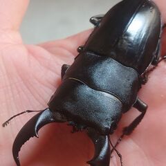 【交渉中】【9月22日で大特価 人気離島種 ♀大型】国産大型ヒラタ アマミヒラタクワガタ ペア販売⑧の画像