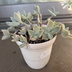 多肉植物　エケベリア①の画像