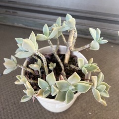 多肉植物　エケベリア①
