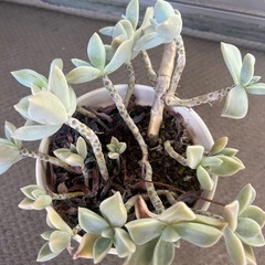 多肉植物　エケベリア①の画像