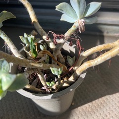 多肉植物　エケベリア②の画像